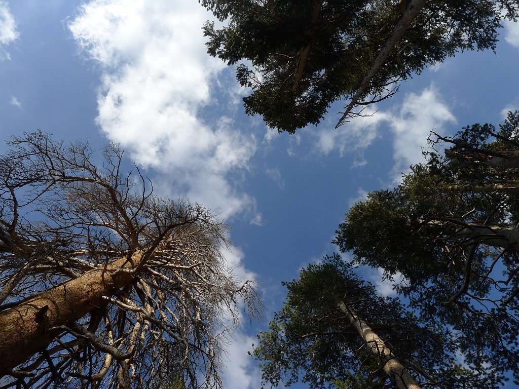 SouthernSierra 058